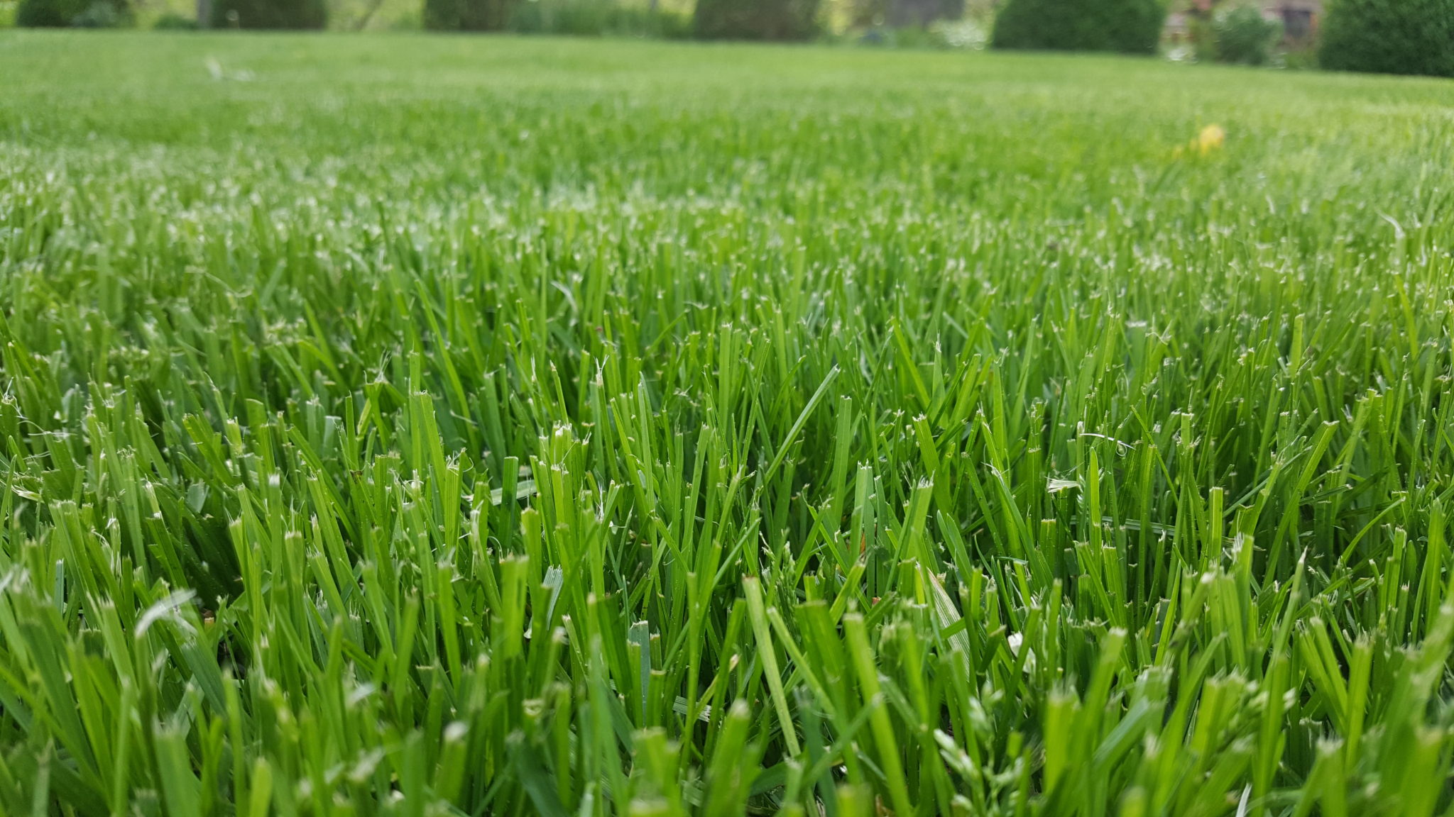 The Hidden Dangers of Artificial Grass - Stangl's Enviro Lawn Care