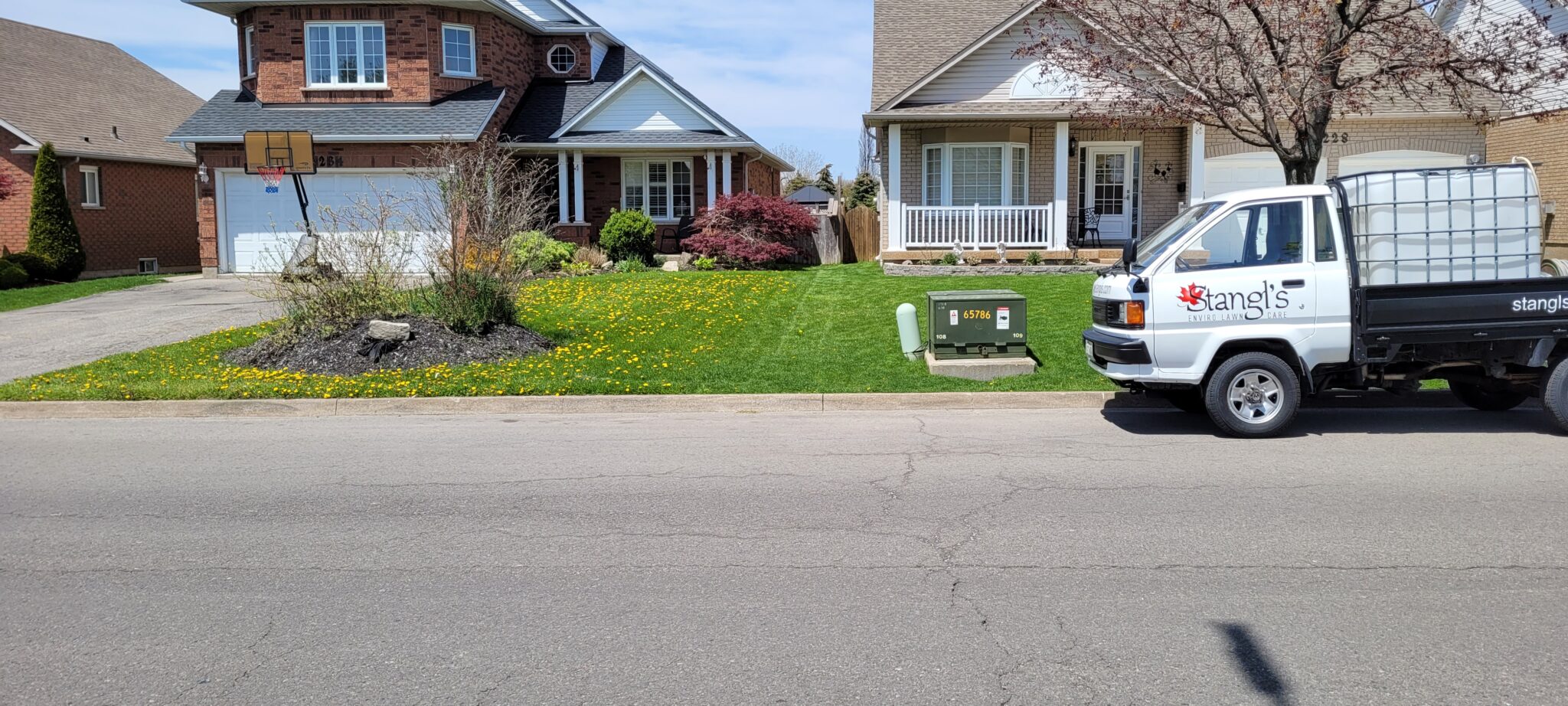 Cultivating Balance: A Holistic Approach To Managing Dandelions In 